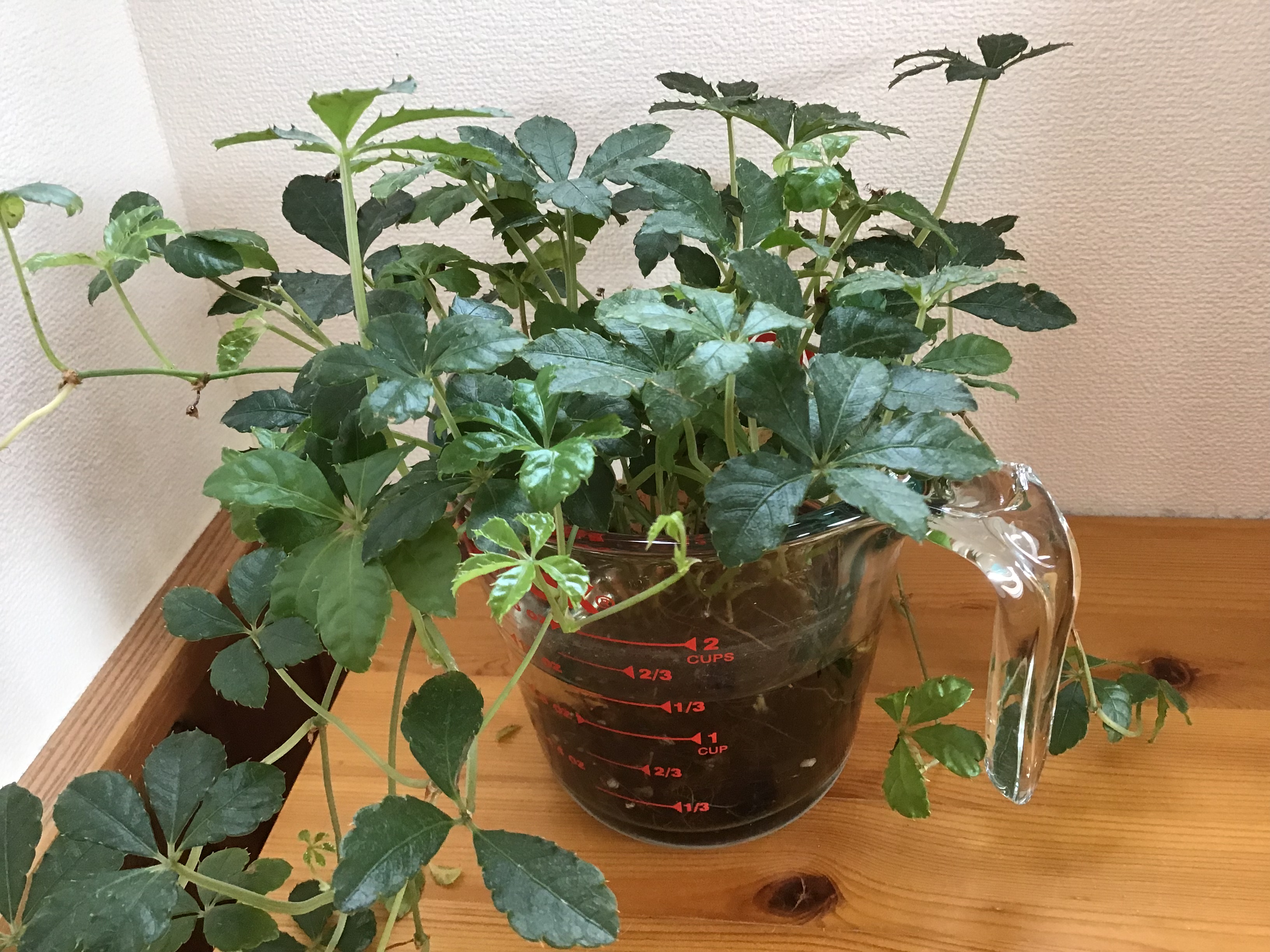 水耕栽培 難しい シュガーバインのほったらかし育て方 Unique Way For Sugar Vine A La Japonais