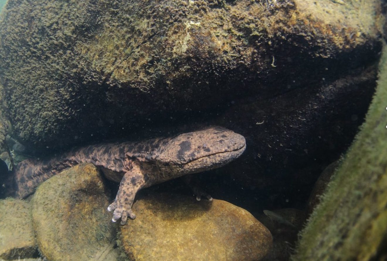 米津玄師が歌う 山椒魚 井伏鱒二の読書感想文 Sanshouo Salamander By Masuji Ibuse A La Japonais